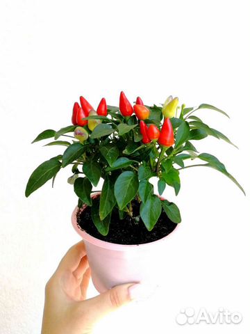 Декоративный перец, семена, кустики с плодами