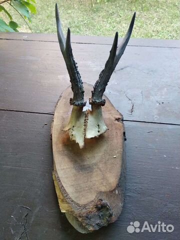 Рога косули, оленя, лося