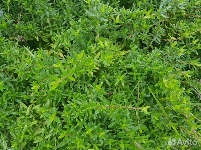 Чабрец ползучий