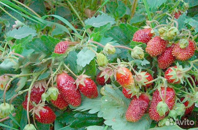 Рассада земклубники купчиха. сентябрь предзаказ