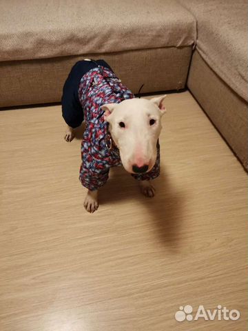 Новый комбинезон для собаки