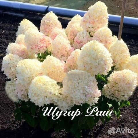 Гортензии саженцы