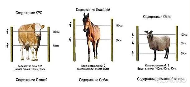 Электропастух для коров своими руками схема