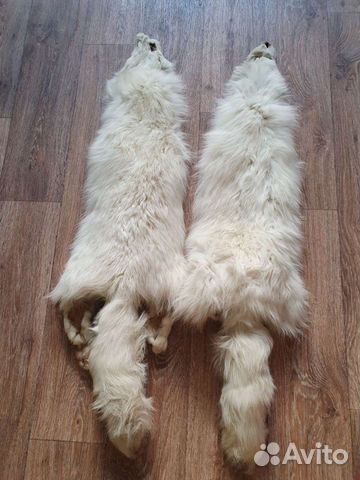 Шкура полярной лисы