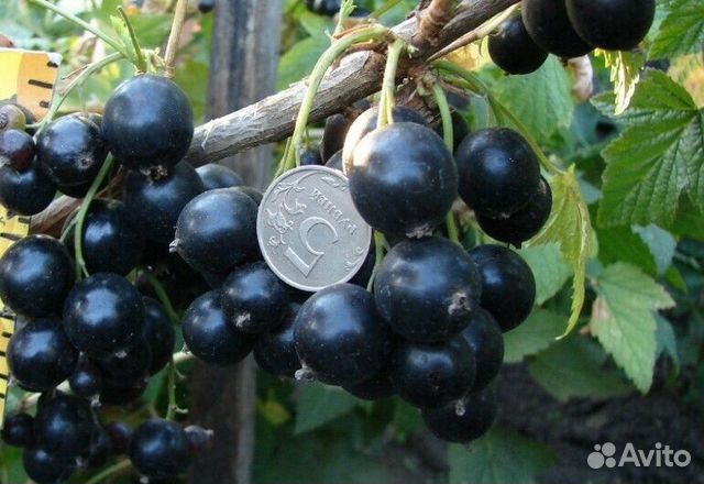 Саженцы черной смородины Селеченская-2(зкс)