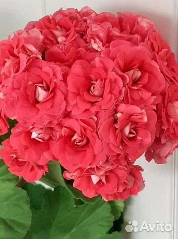 Пеларгония герань сортовая розебуд Селеста Джулия