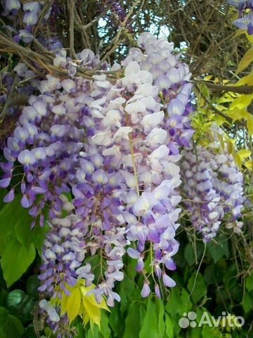 Сажанец глициния