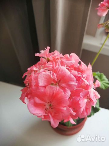 Пеларгония зональная герань