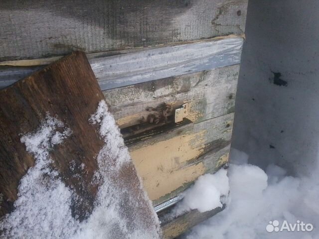 Пчелосемьи карника F2 на высадку в Мошково купить на Зозу.ру - фотография № 1