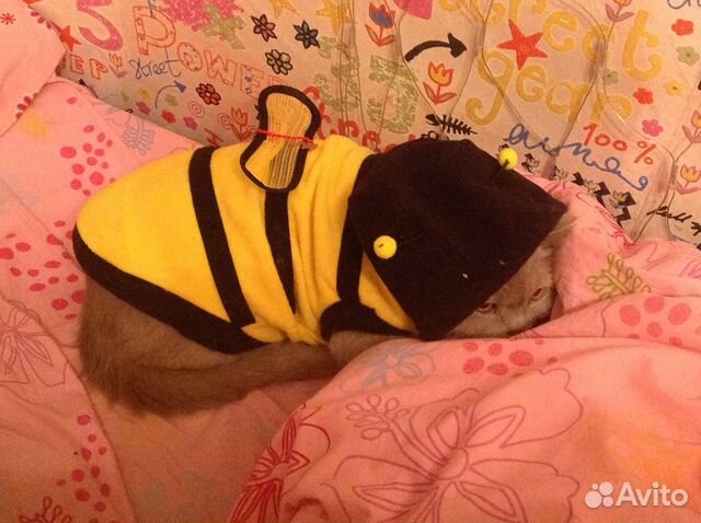 Костюм "Пчелка" купить на Зозу.ру - фотография № 1