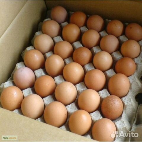 Яйцо инкубационное куриное купить на Зозу.ру - фотография № 1