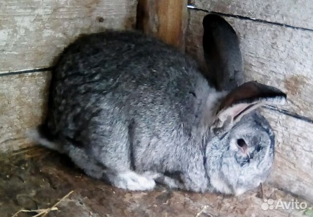 Продаются кролики породы серый великан купить на Зозу.ру - фотография № 1