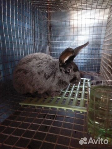 Кролики,Калифорния,Серебро,Французский баран купить на Зозу.ру - фотография № 1