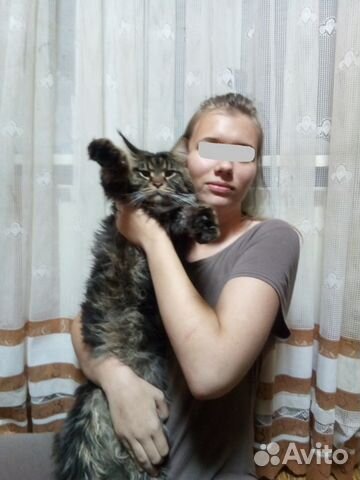 Котята мейн-кун купить на Зозу.ру - фотография № 4