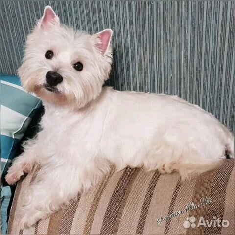 Стрижка собак и кошек, у/з чистка зубов Стрижка собак и кошек, у/з чистка зубов