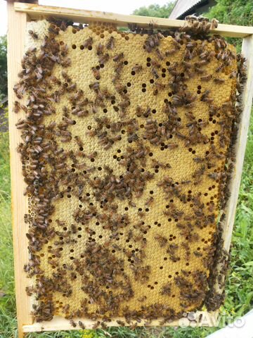 Пчелопакеты. Пчелы купить на Зозу.ру - фотография № 2