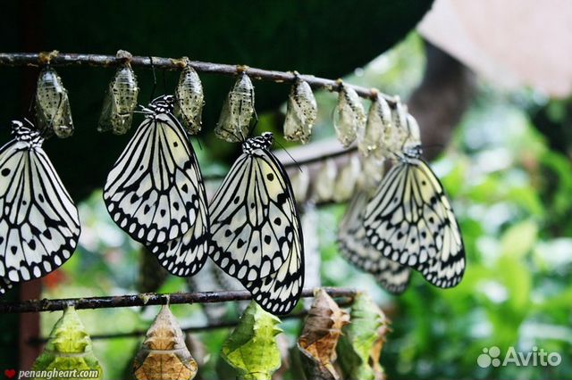 Высокорентабельны бизнес ферма тропических бабочек