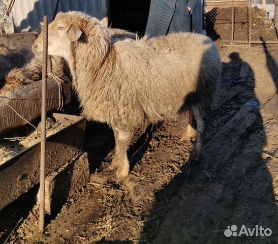 Овцы Курдючные породы с ягнятами купить на Зозу.ру - фотография № 8