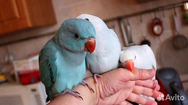 Ожиреловые попугаи выкормыши купить на Зозу.ру - фотография № 2
