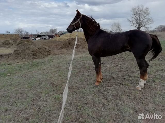 Лошади Фото Купить В Ростовской Области Авито