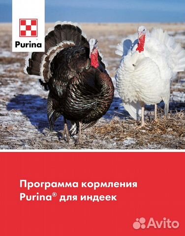 Комбикорм для индейки