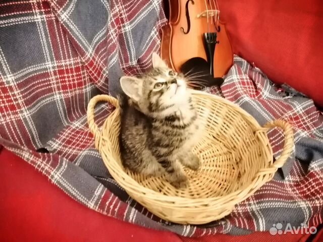Наши музыкальные котята ждут своих хозяев