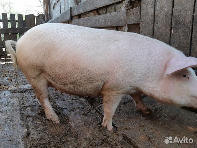 Продам супоросных свинок купить на Зозу.ру - фотография № 3