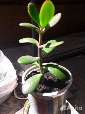 Толстянка (денежное дерево)