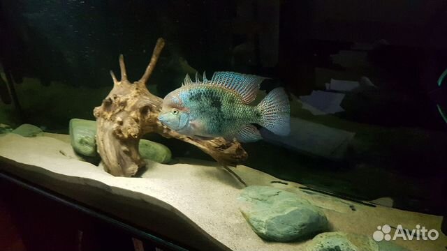 Цихлида вьеха регани / аквариумная рыбка