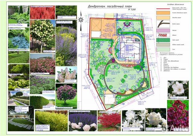 Дендрологический план в ландшафтном дизайне это
