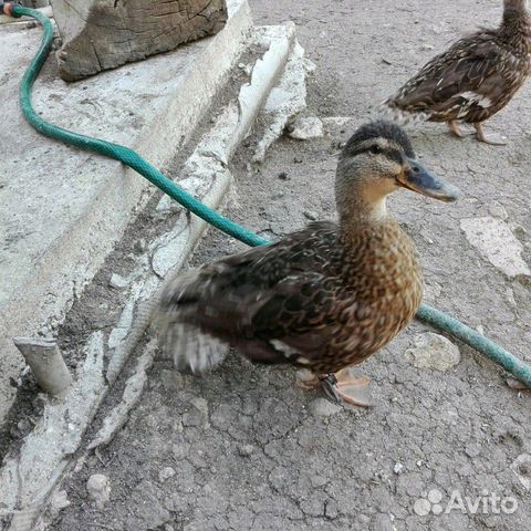 Утки кряквы подсадные рабочие