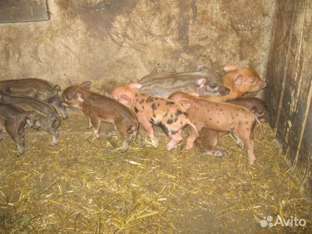 Поросята и подрощенные свинки купить на Зозу.ру - фотография № 10