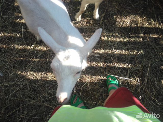 Продам семью коз купить на Зозу.ру - фотография № 7