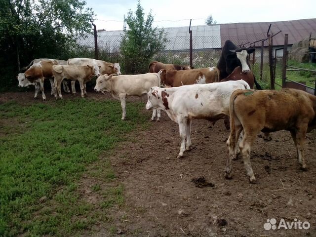 Симментальские бычки купить на Зозу.ру - фотография № 2