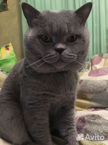 Вязка с британским котом
