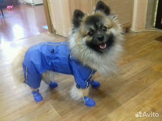 Куртка-дождевик для собаки или кошки,размер 14 купить на Зозу.ру - фотография № 2