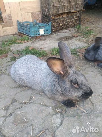 Кролики "серебро" купить на Зозу.ру - фотография № 8