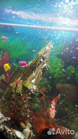 Продам аквариум с рыбками купить на Зозу.ру - фотография № 4