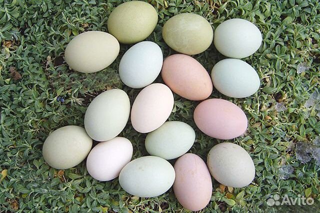 Инкубационное яйцо,цыплята купить на Зозу.ру - фотография № 1