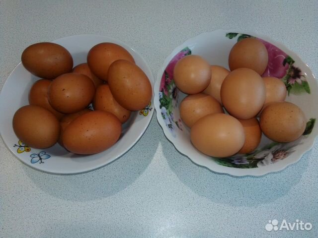 Цыплята, перепела, яйцо инкубационное купить на Зозу.ру - фотография № 3