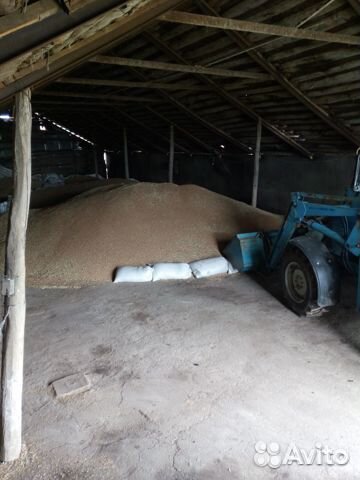 Пшеница,Ячмень,овёс купить на Зозу.ру - фотография № 1