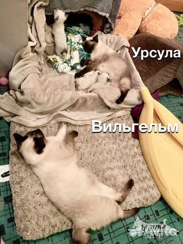Котята скифтойбоб (тойбоб) купить на Зозу.ру - фотография № 3