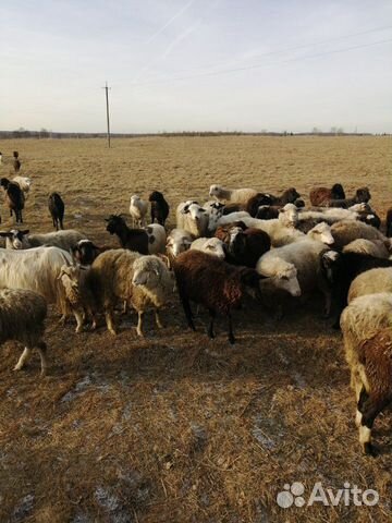 Бараны, овцы, ягнята, баранина купить на Зозу.ру - фотография № 3