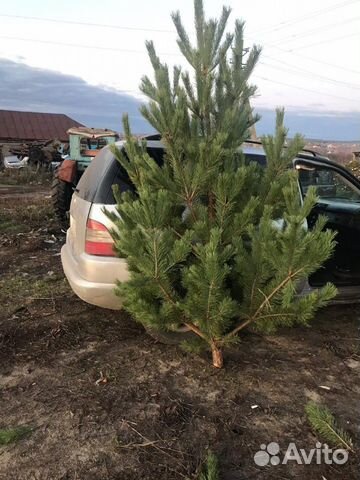 Авито Сосна Новогодняя Купить