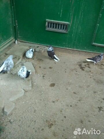 Николаевские голуби купить на Зозу.ру - фотография № 3