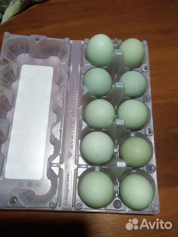 Инкубационное яйцо китайской породы Синь Синь дянь купить на Зозу.ру - фотография № 1
