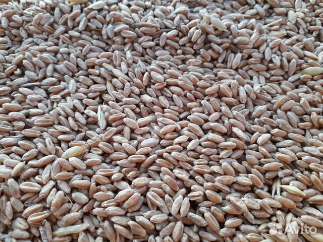 Ячмень пшеница купить на Зозу.ру - фотография № 3