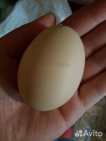 Инкубационное яйцо индейки и гуся купить на Зозу.ру - фотография № 1