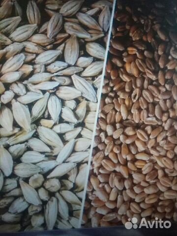 Ячмень и пшеница (зерно) купить на Зозу.ру - фотография № 1