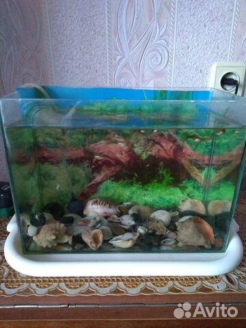 Продам аквариум с рыбками и компрессором купить на Зозу.ру - фотография № 2